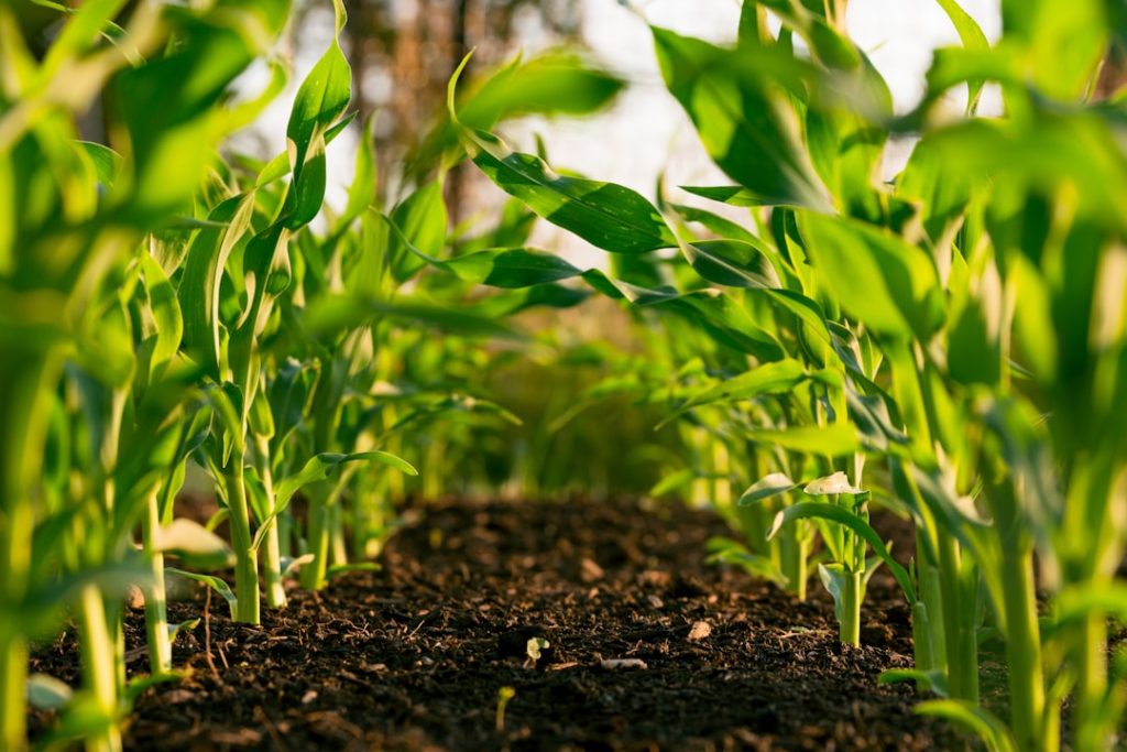 Photo Vegetable garden