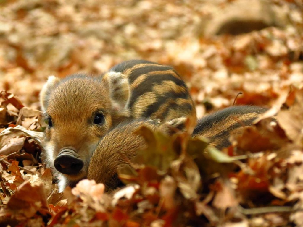 Photo Pot belly pig