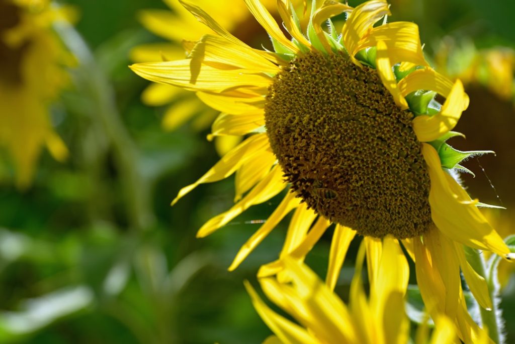 Photo Sunflower head