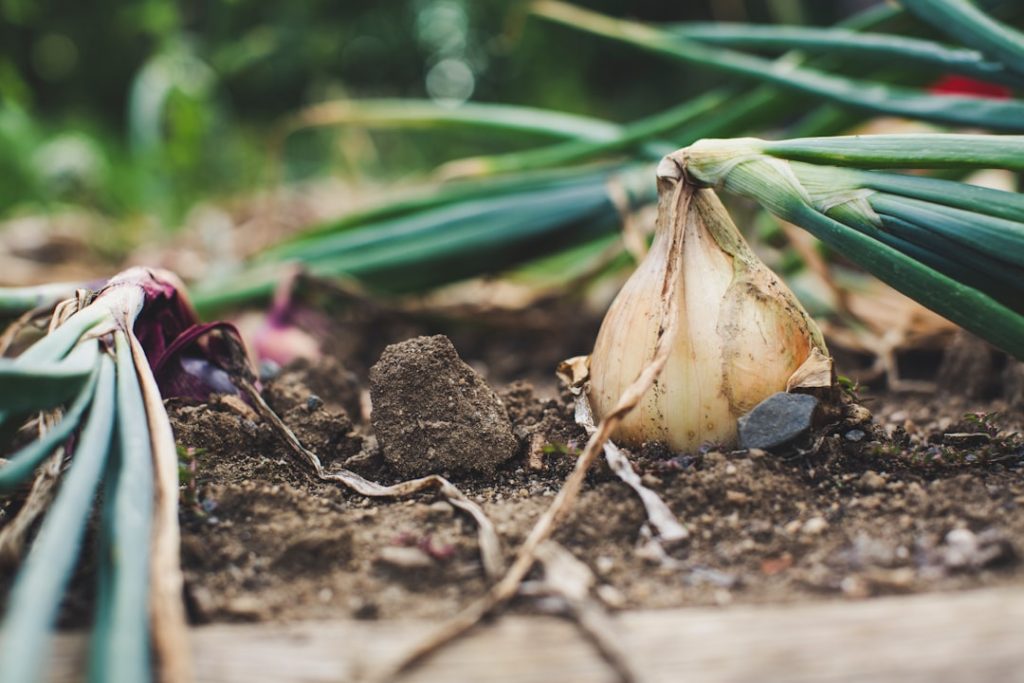 Photo Raised bed