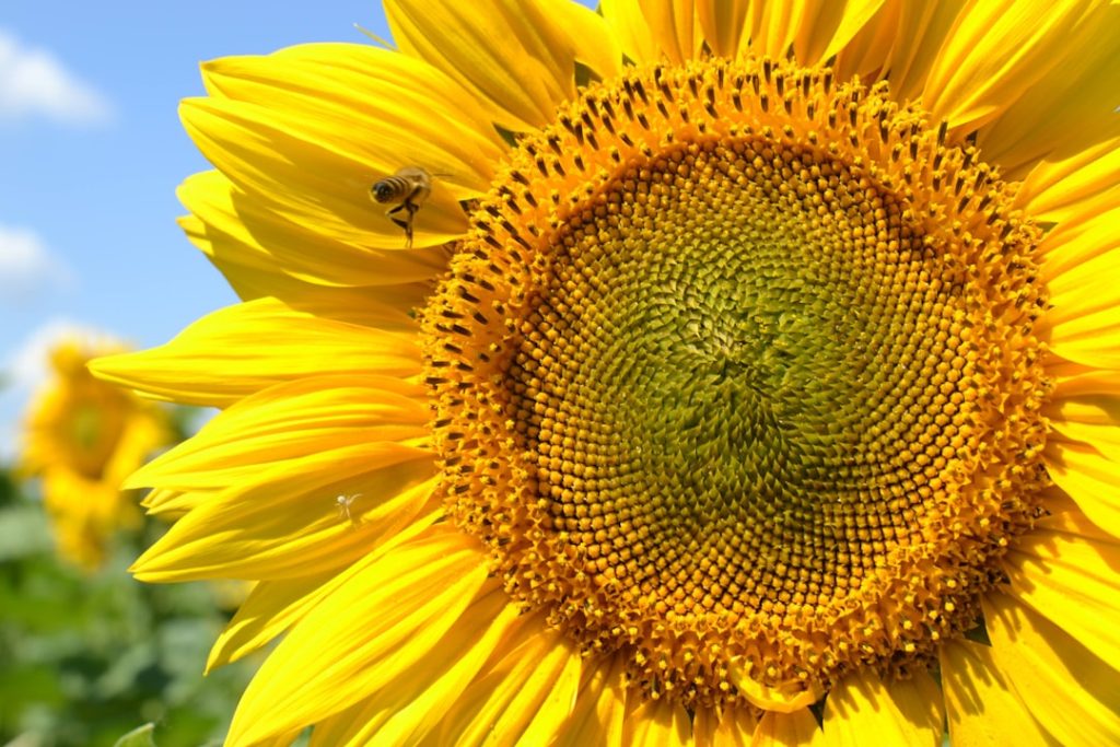 Photo Sunflower head