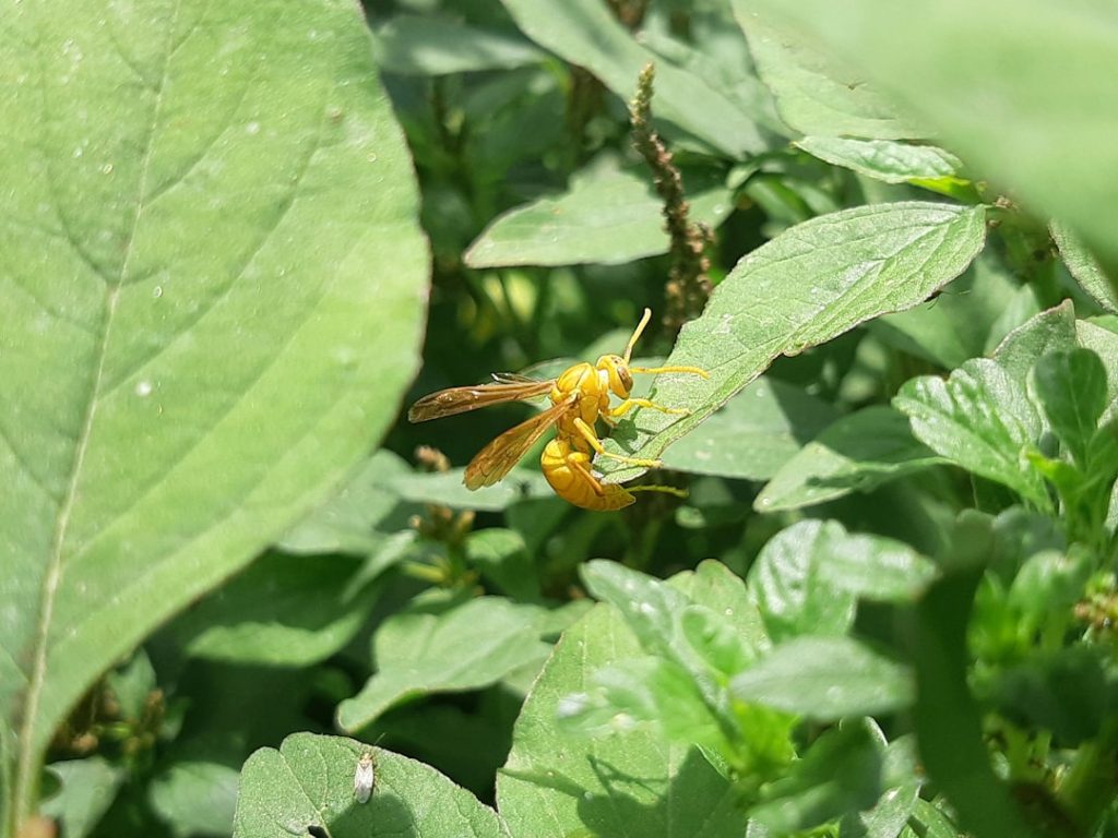 Photo bee anatomy