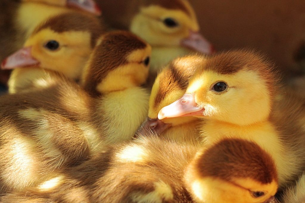 Photo Duck eggs