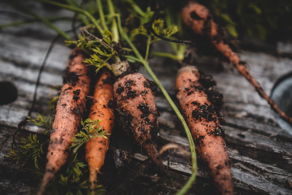 Photo Carrots, Garden