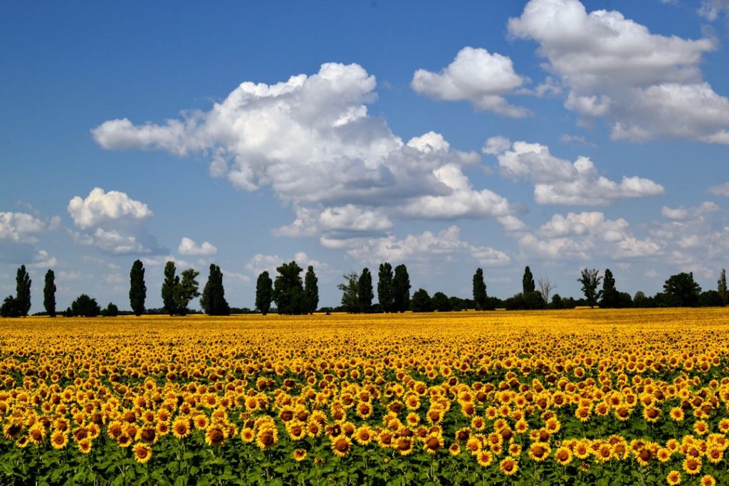 Photo Sunflower plant