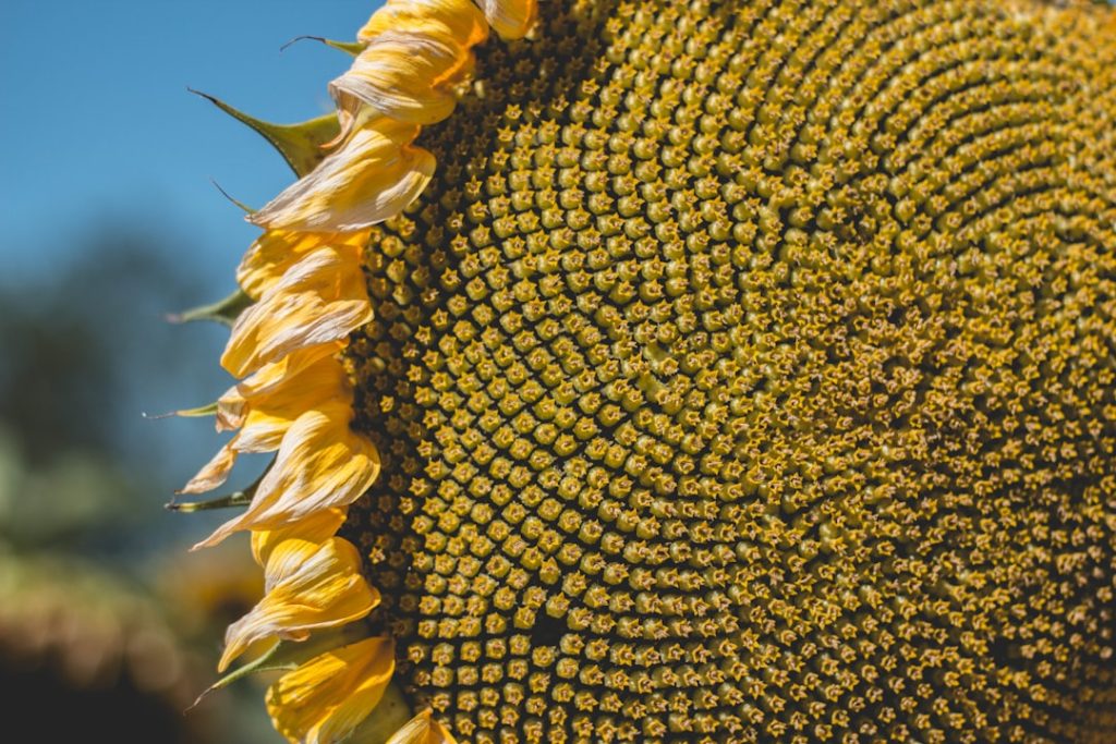 Photo Sunflower seeds