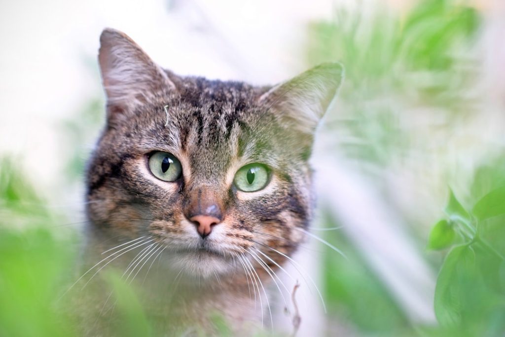 Photo Cat, Plant