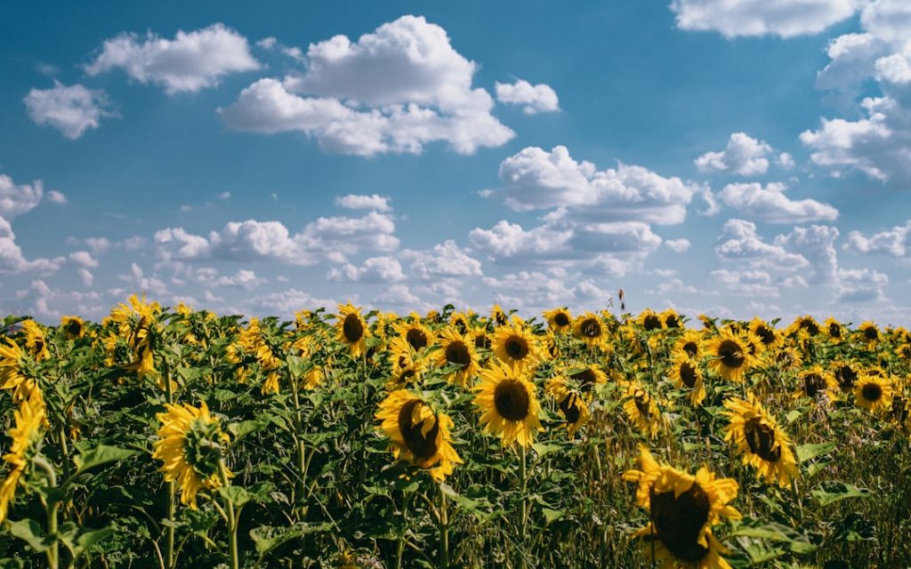 Photo Sunflower field