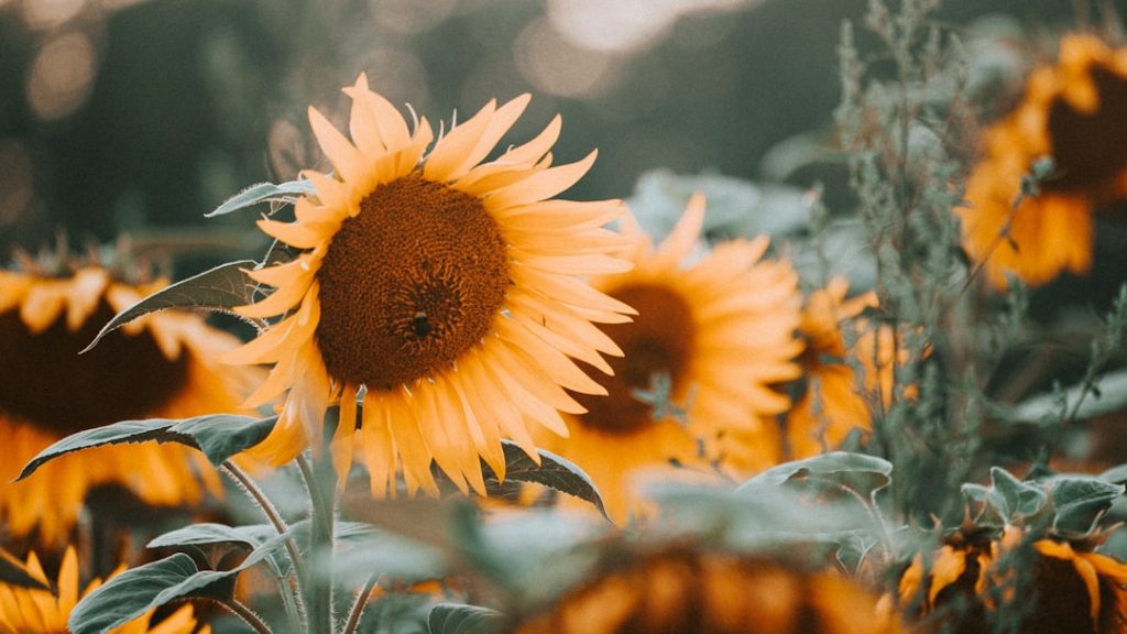 Photo Sunflower seeds