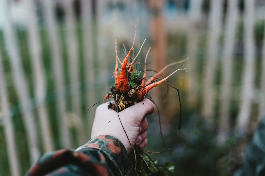 Photo Carrots, Garden