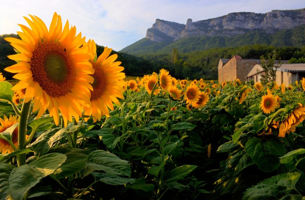 Photo Sunflower field