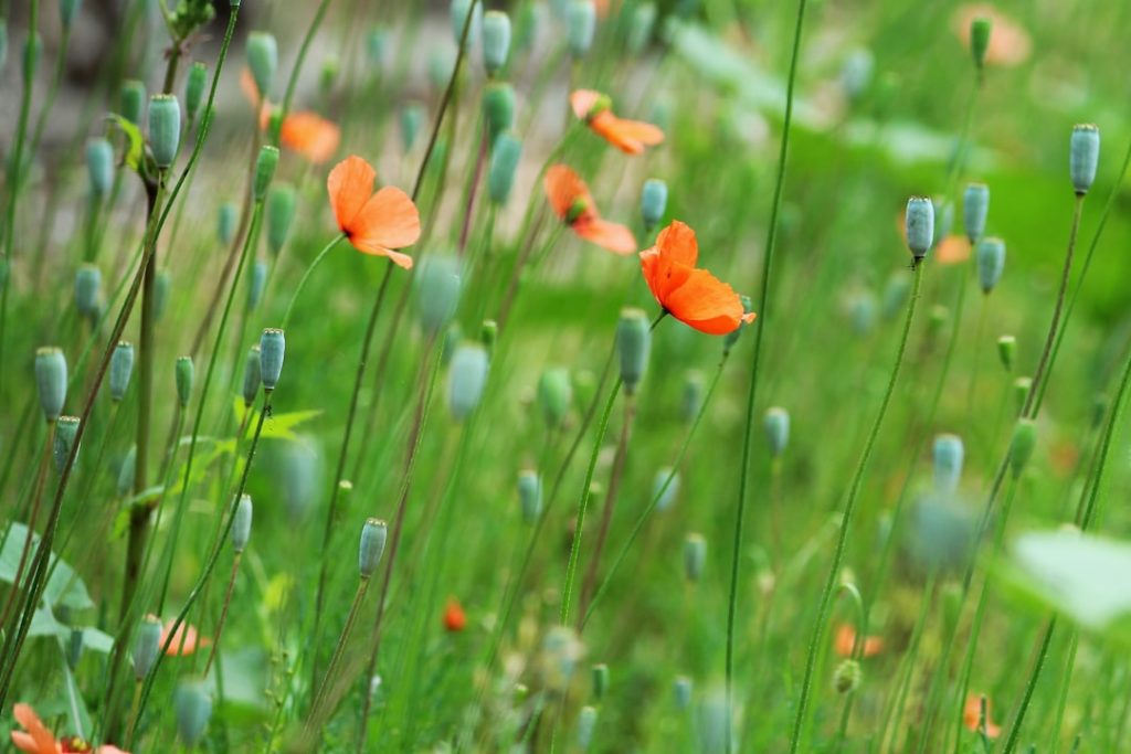 Photo Grass seed