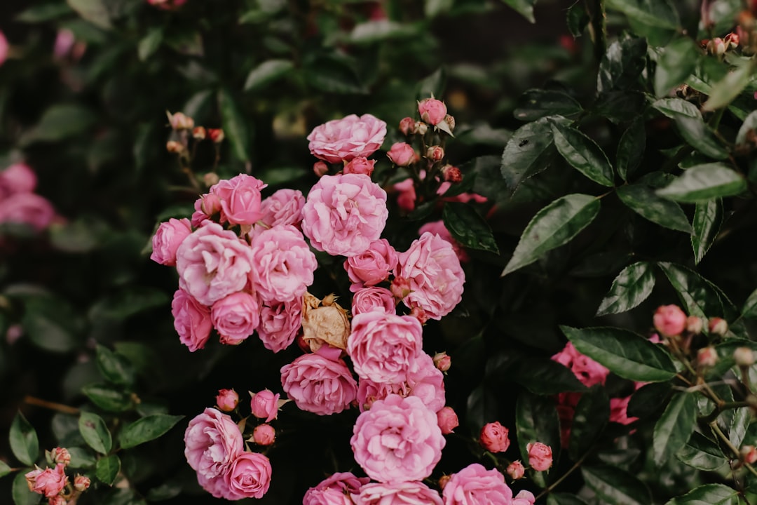 Photo Rose bush