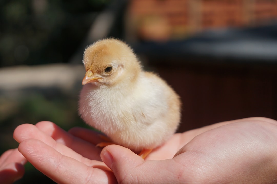 Photo Chickens, eggs