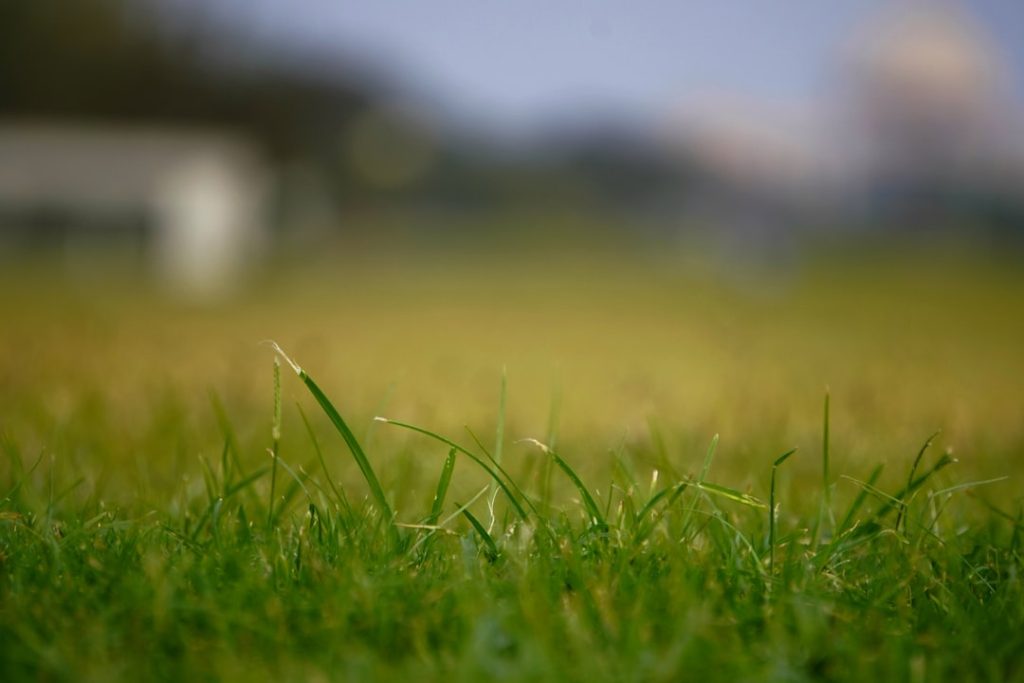 Photo Lawn overseeding