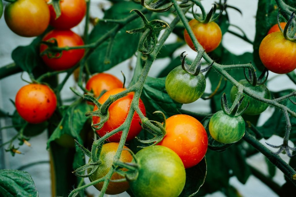 Photo Tomato plant