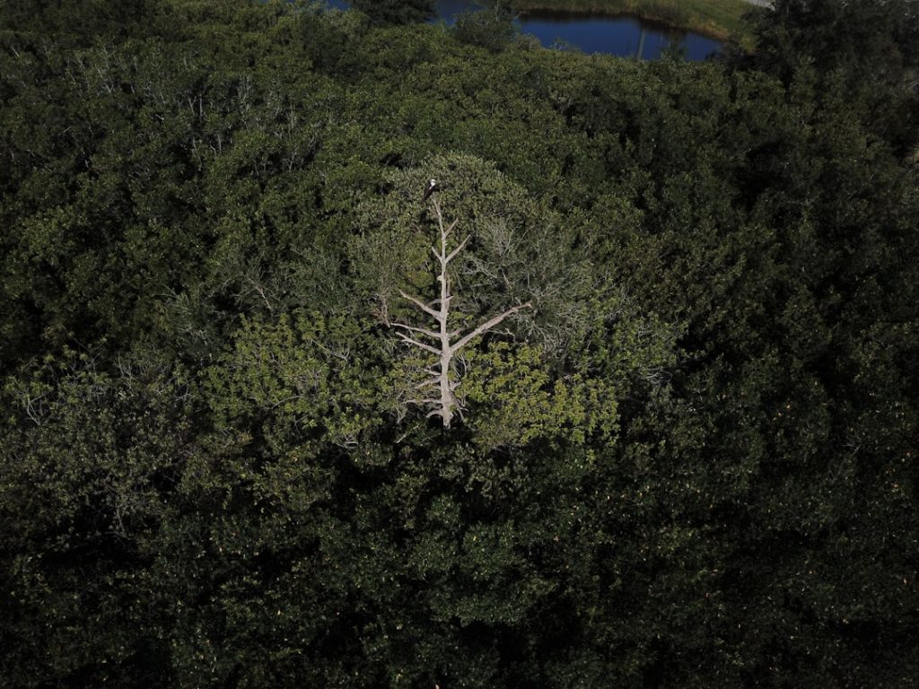 Photo Image: Dead tree