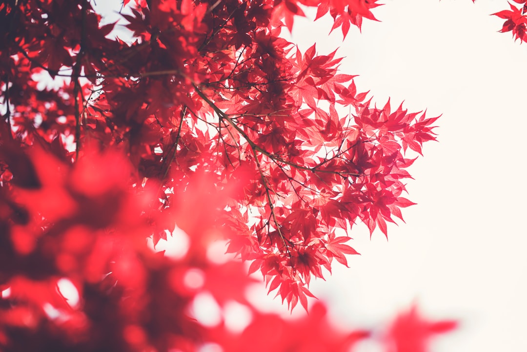 Photo Maple tree