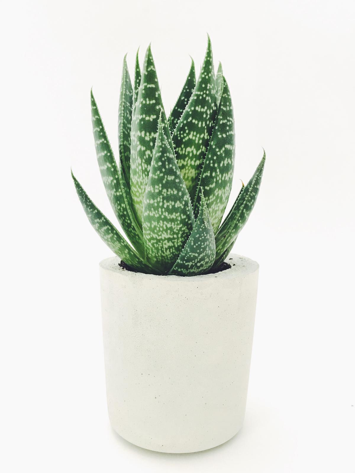 A potted Aloe Vera plant with vibrant green leaves and spiky edges, illustration of healthy and flourishing plant