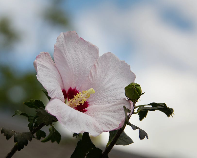 Image of a Rose of Sharon plant displaying vibrant colored flowers in a garden