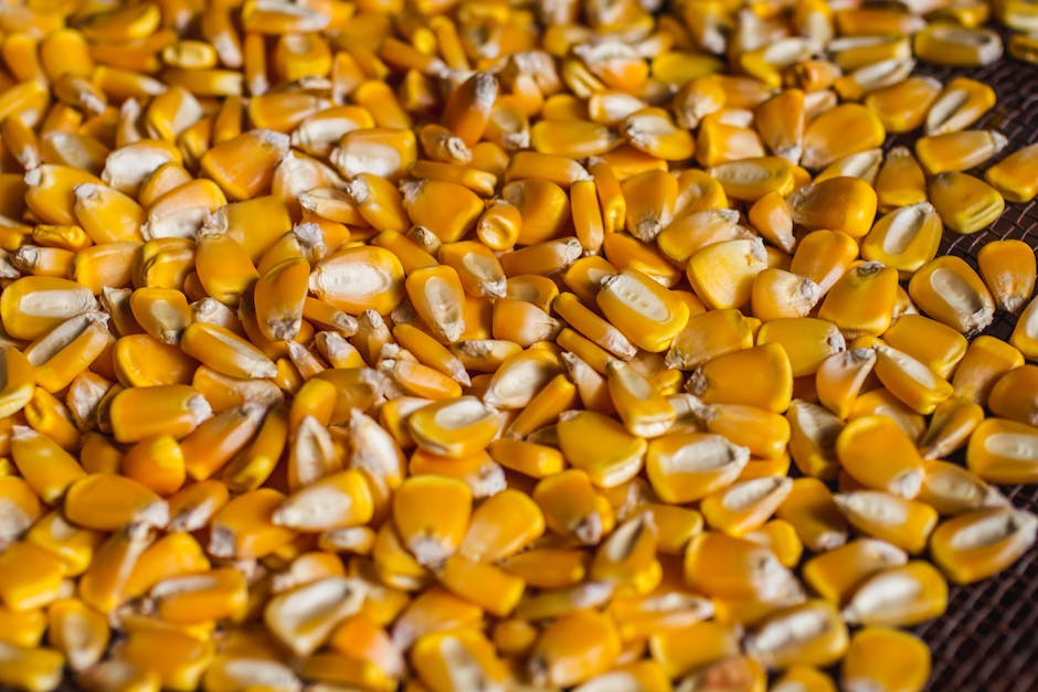 A close-up image of corn kernels with different levels of moisture
