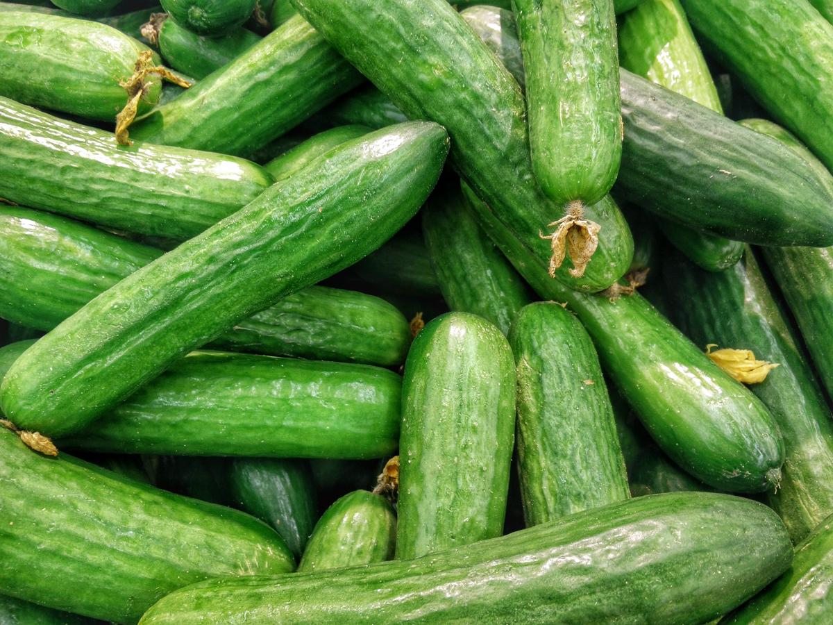 Image of ripe cucumbers on a plant, ready for harvest