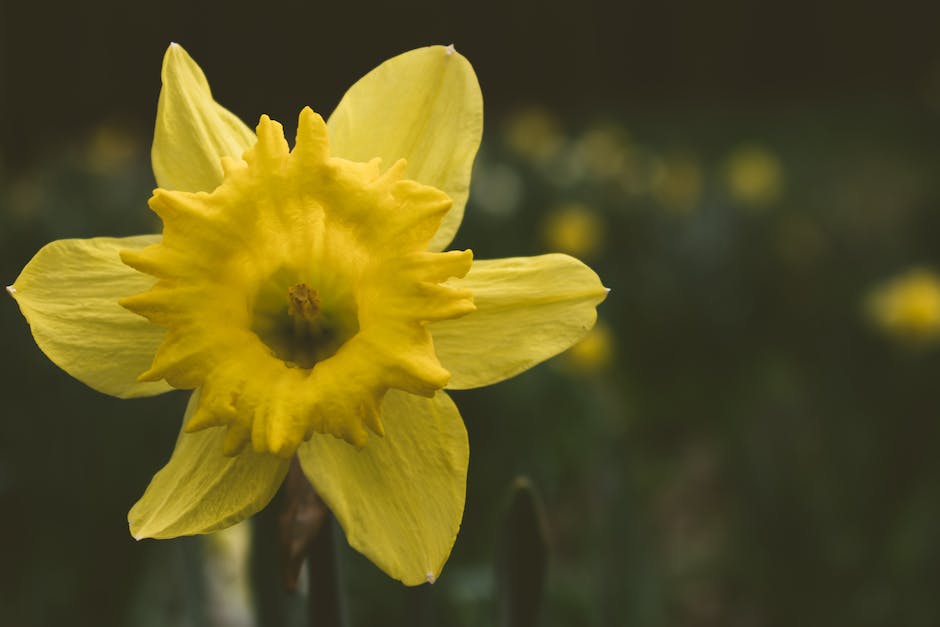 A beautiful image of vibrant daffodils in a garden