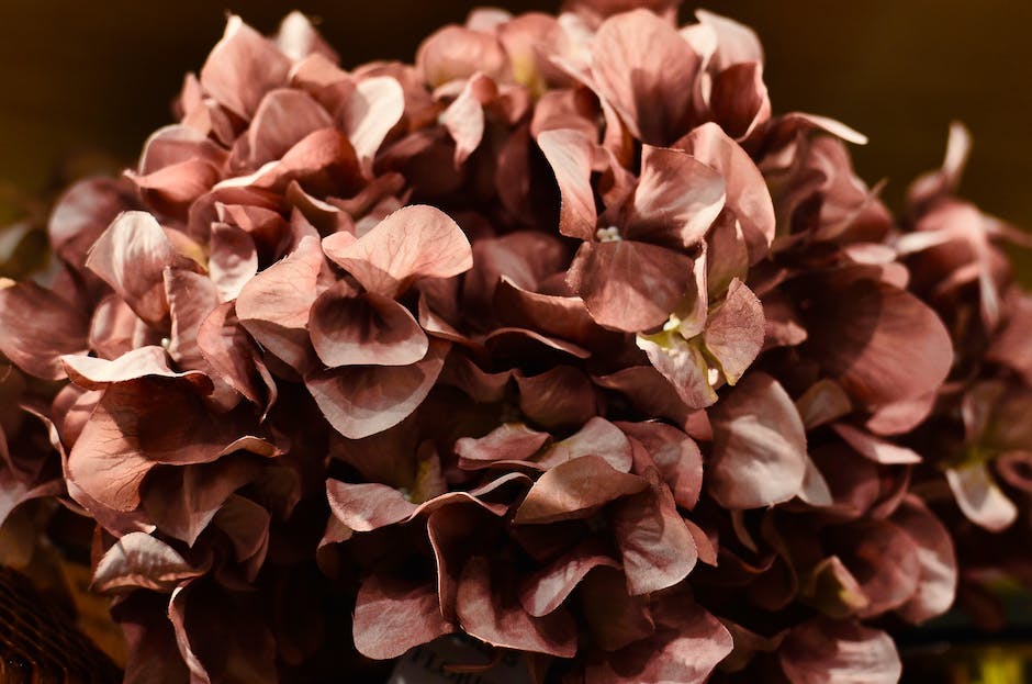Different types of hydrangeas in varying colors - blue, pink, and white - showcasing their stunning beauty.