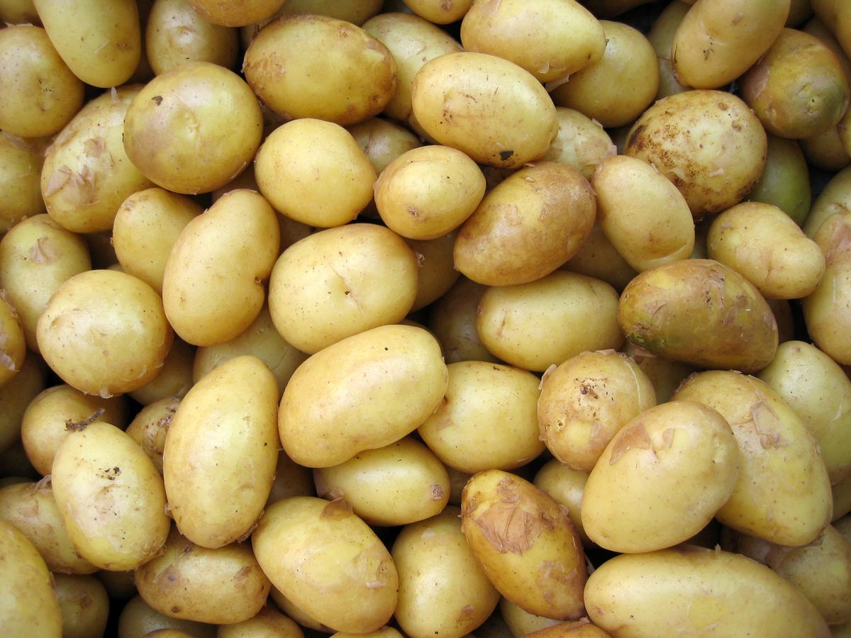 Image of hydroponic potatoes growing in water