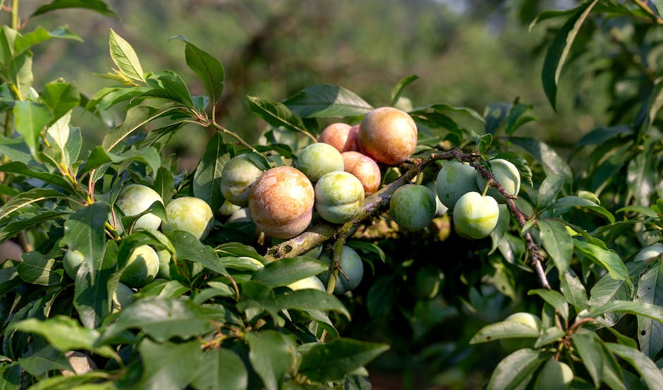 A close-up image of a plum tree with fully grown fruits hanging from the branches.