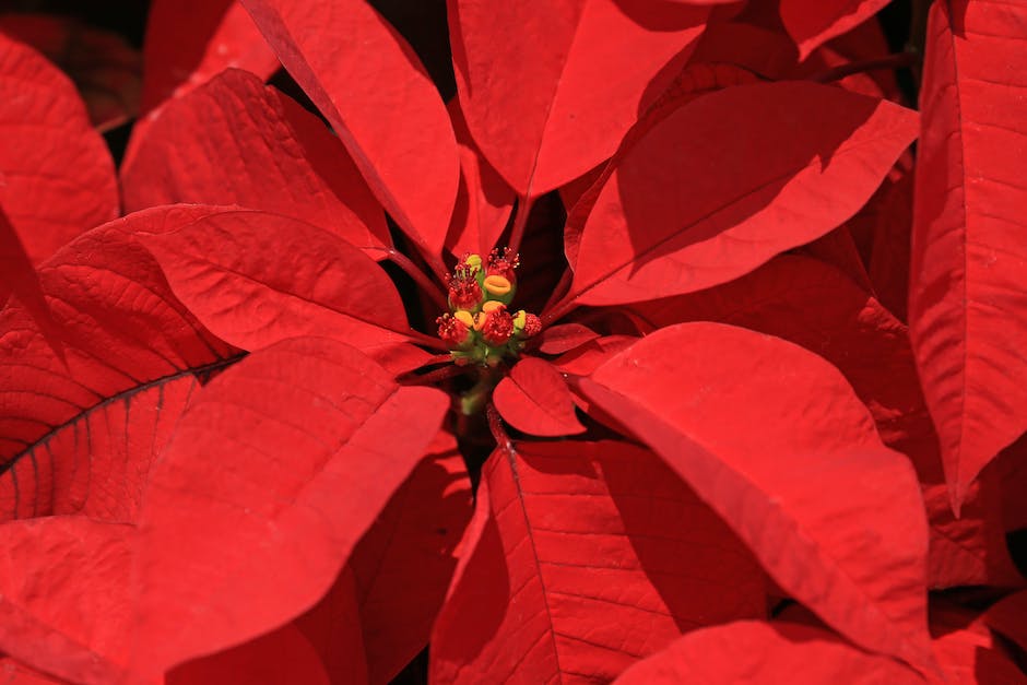 A beautiful image of well-watered poinsettias in a vibrant display, adding color and festiveness to any space.