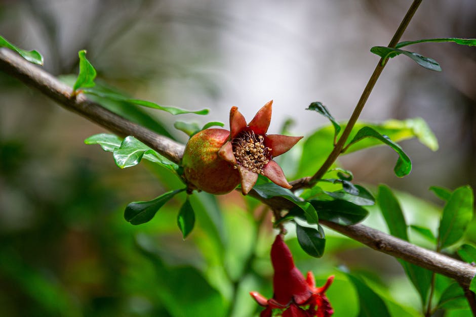 A beautiful image of a pomegranate tree with vibrant red fruits hanging from its branches.