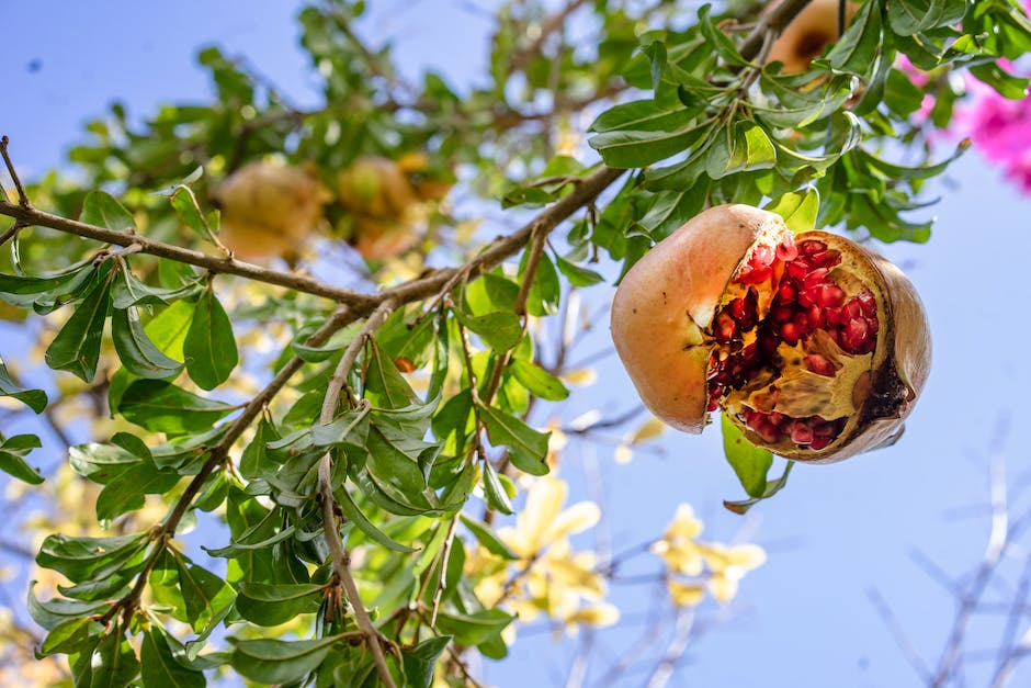 A luscious pomegranate tree with ripe fruits hanging from its branches