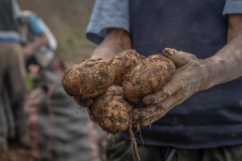 Image of a person holding freshly harvested potatoes