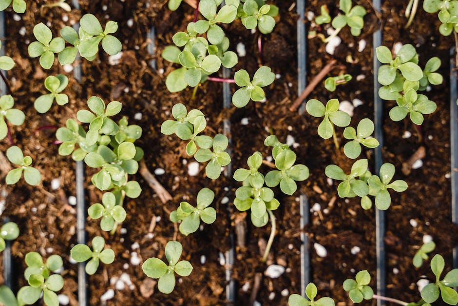 image of rose seedlings growing in pots