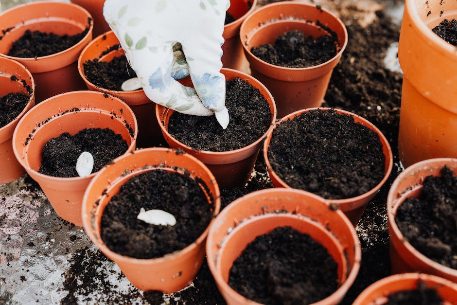 Image of rose seeds being planted in soil