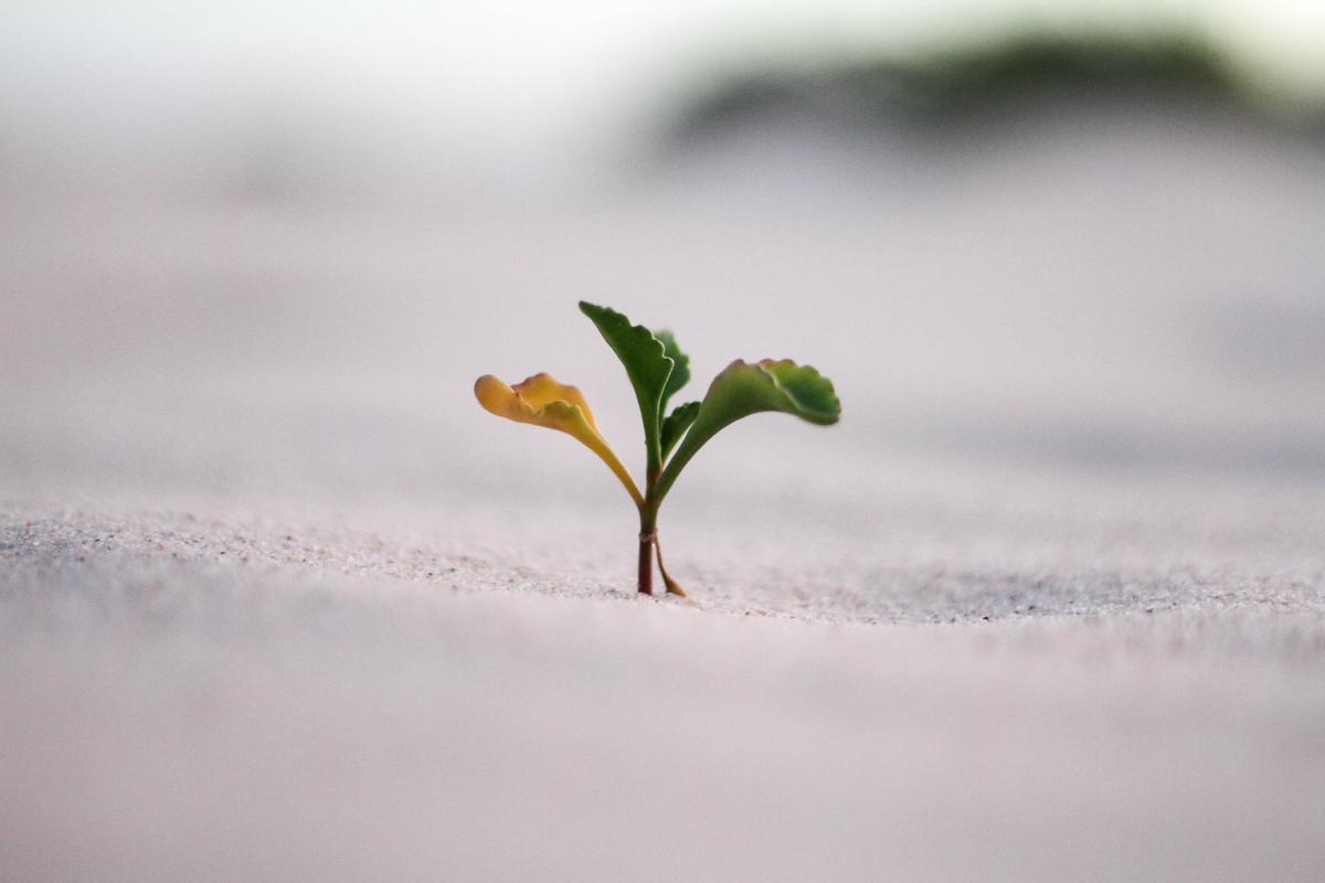 Image depicting the intricate process of seed germination, showcasing a tiny seed sprouting into a young plant.