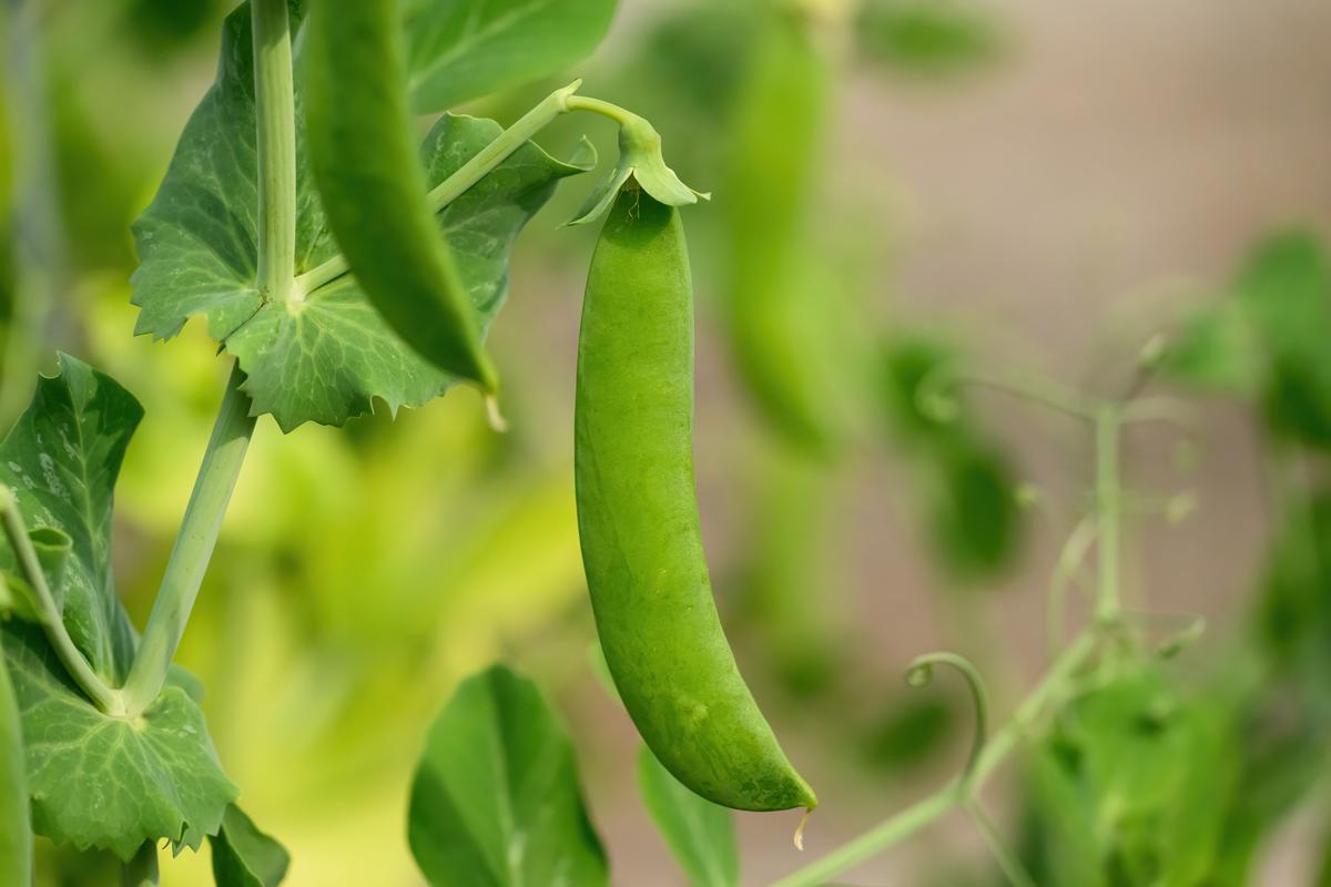 A close-up image of ripe sugar snap peas on a plant.