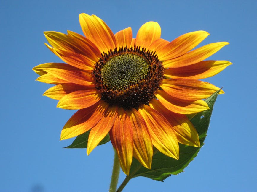 Image of sunflower seeds ready for harvest