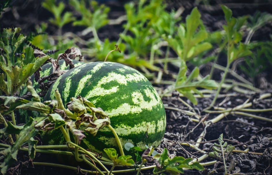 A ripe, juicy watermelon ready for harvest in a garden