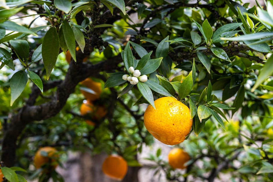 Image of a young orange tree with healthy leaves and fruits, symbolizing the potential rewards of taking care of the tree.